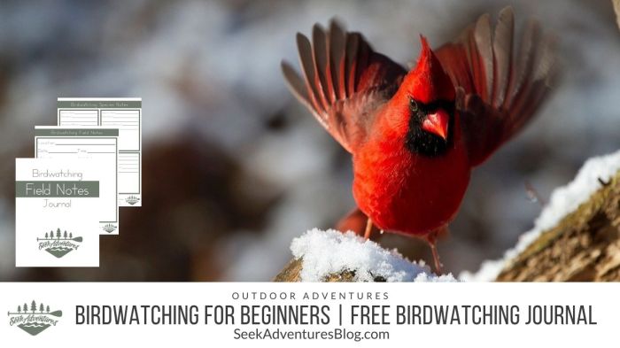 Birdwatching Vacations for Beginners